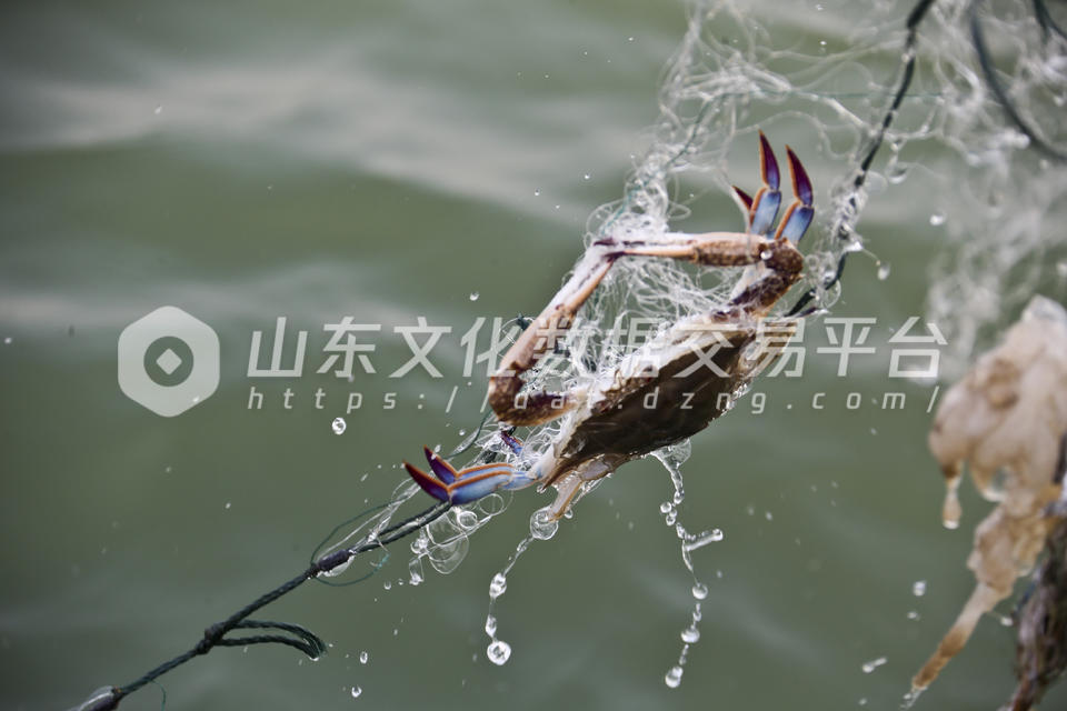 梭子蟹被捕捞上船