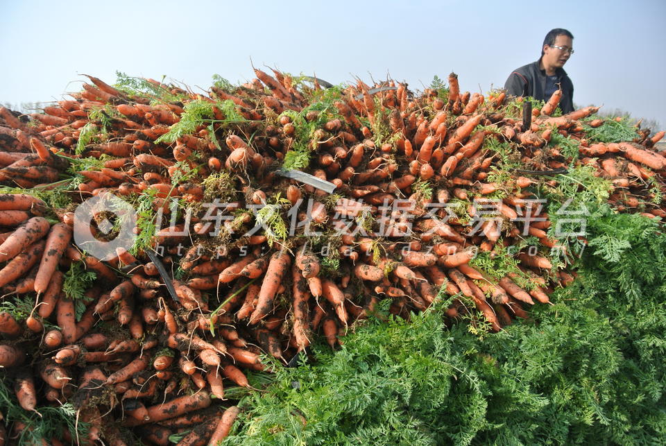 莱西产的胡萝卜