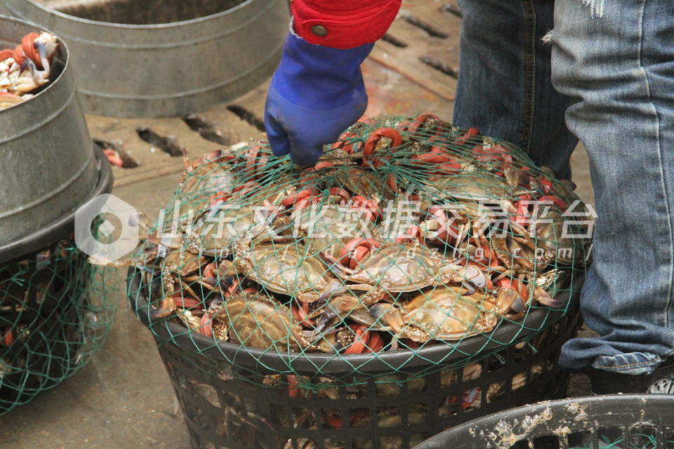 收获梭子蟹