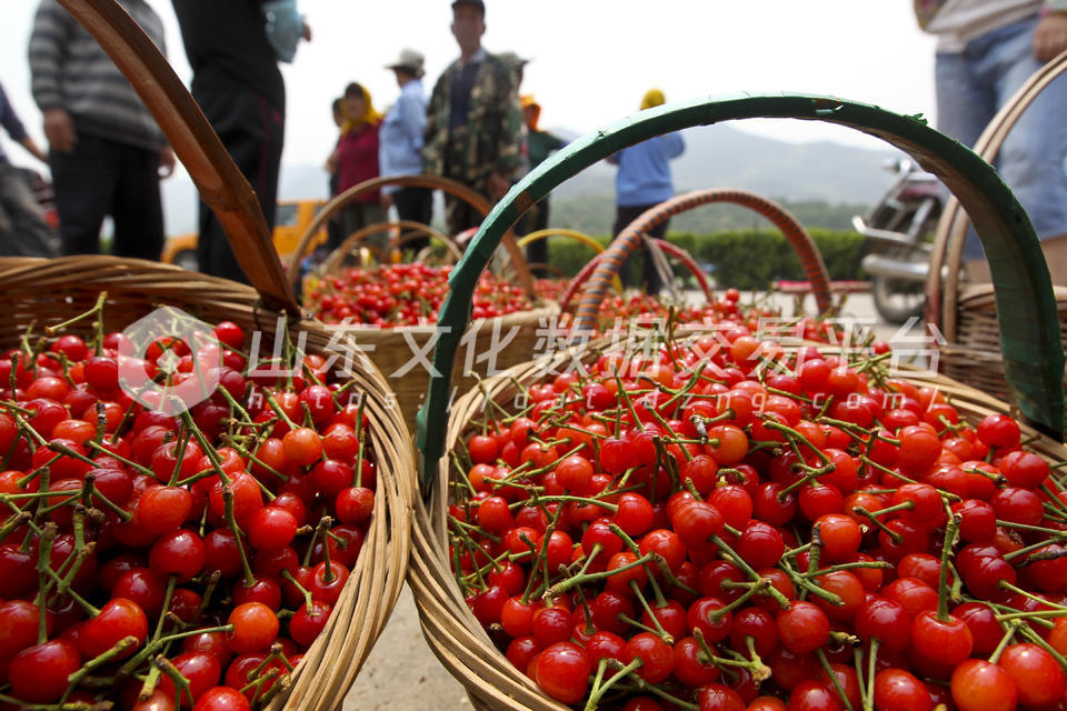 山色峪樱桃今年的产量很好，果实饱满