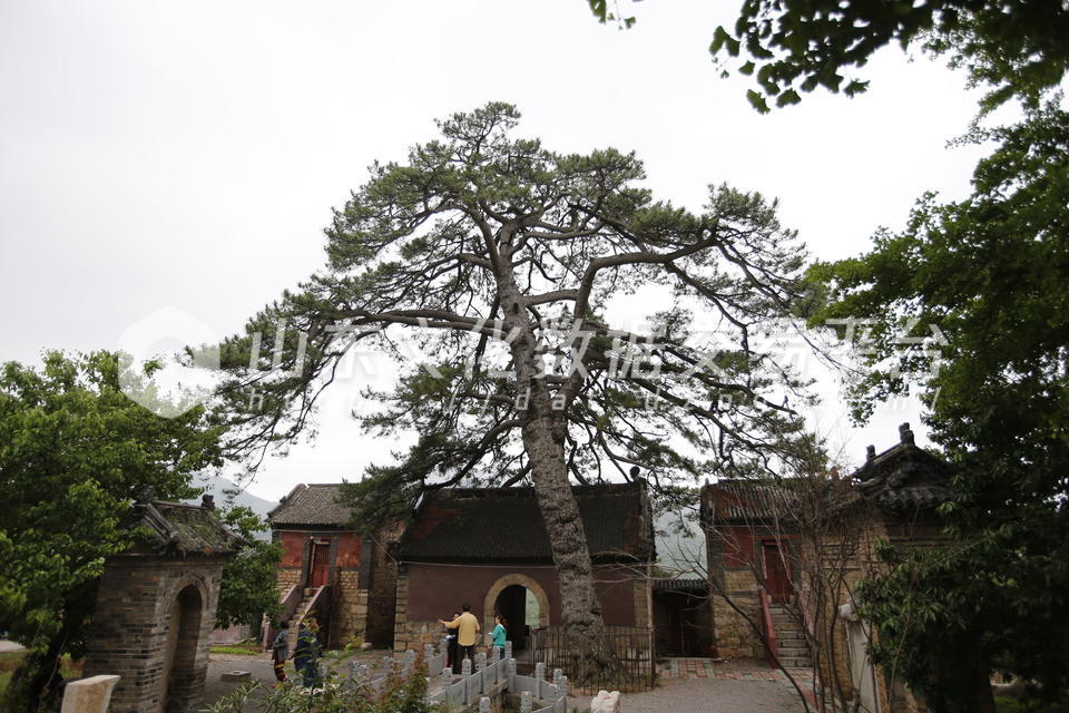 修复神清宫古树