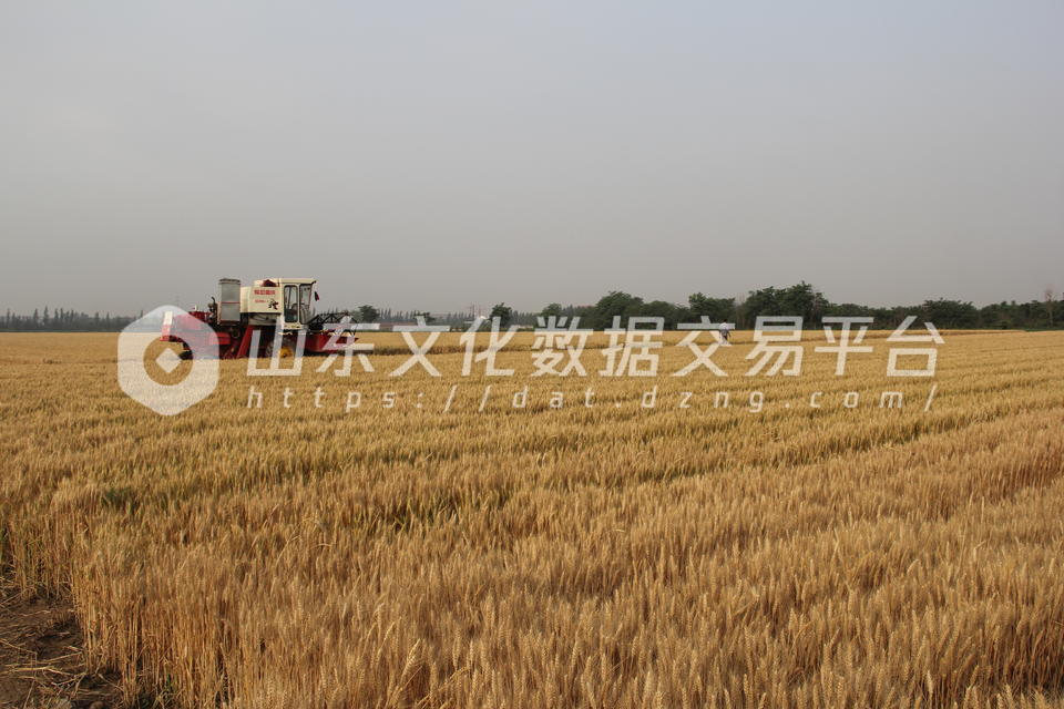 麦客杨师傅开着收割机走在路上