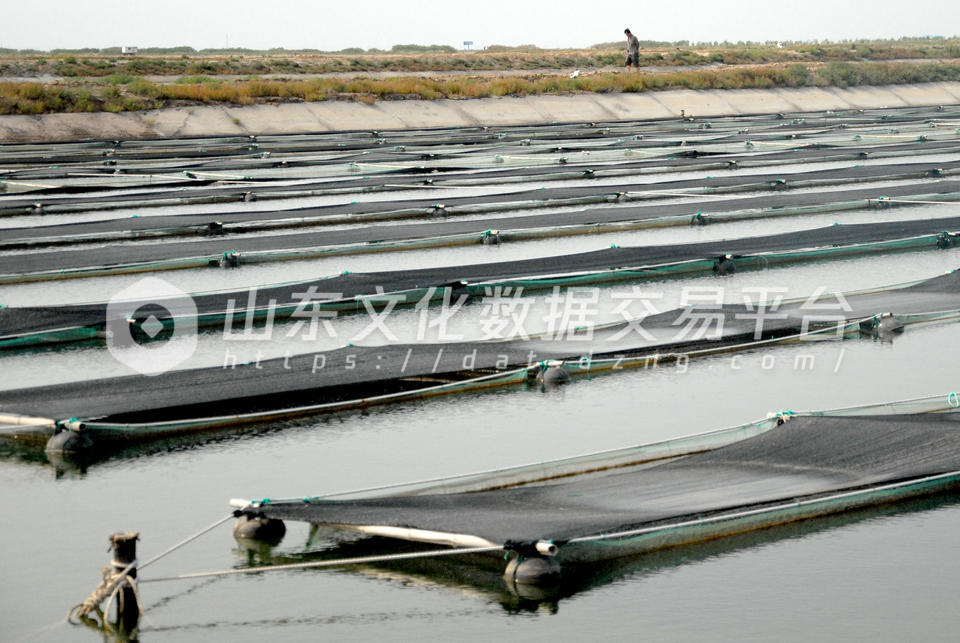 东营市现代渔业示范区内的海参养殖池