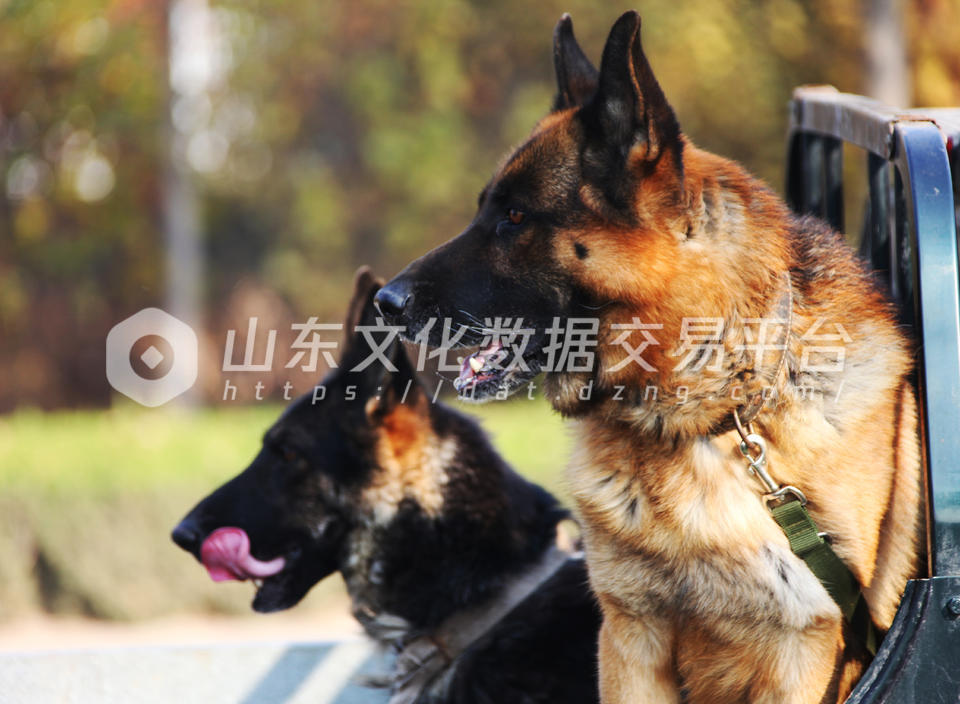 警犬“荣誉”（右）和“迪俐”出发赶往案发现场