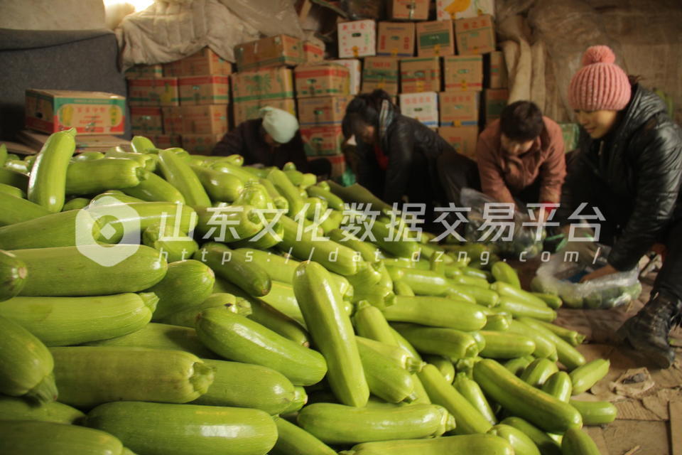 西葫芦装箱打包