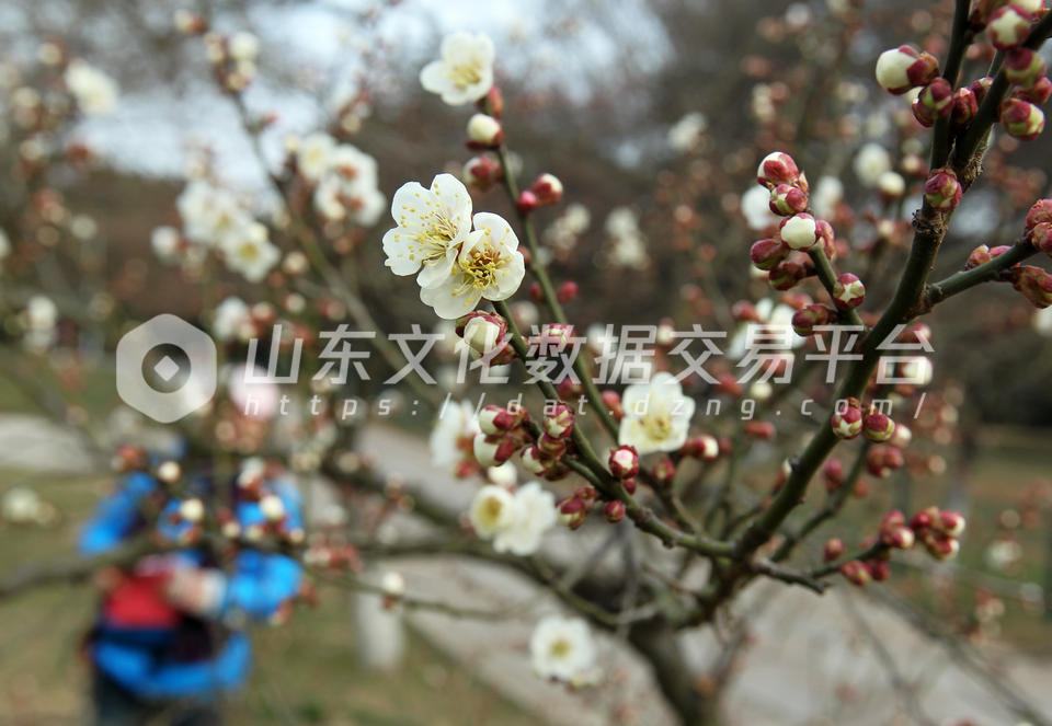 满枝的腊梅吸引了游客拍照