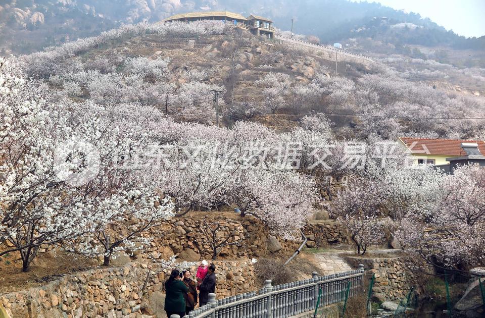 大崂樱桃谷大片的樱桃花绽放枝头吸引了众多市民前来踏青赏花
