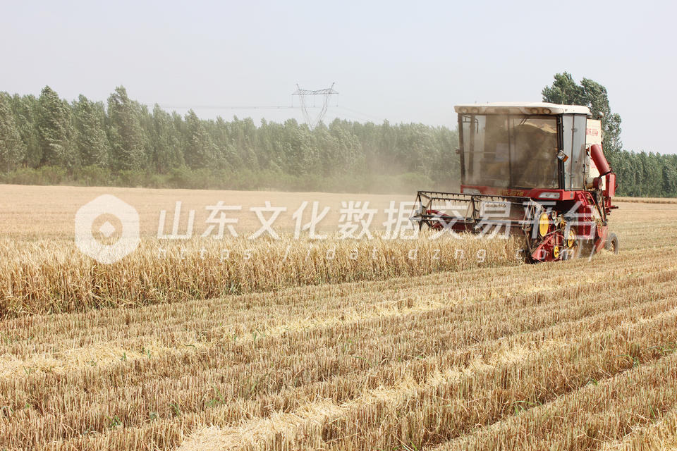 收割机收麦子
