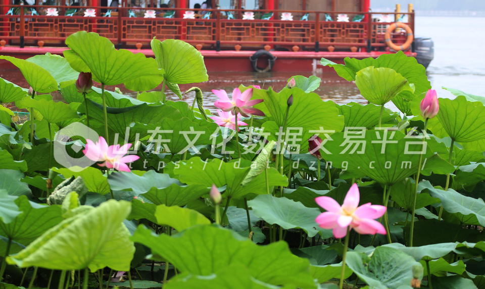 大明湖荷花带雨