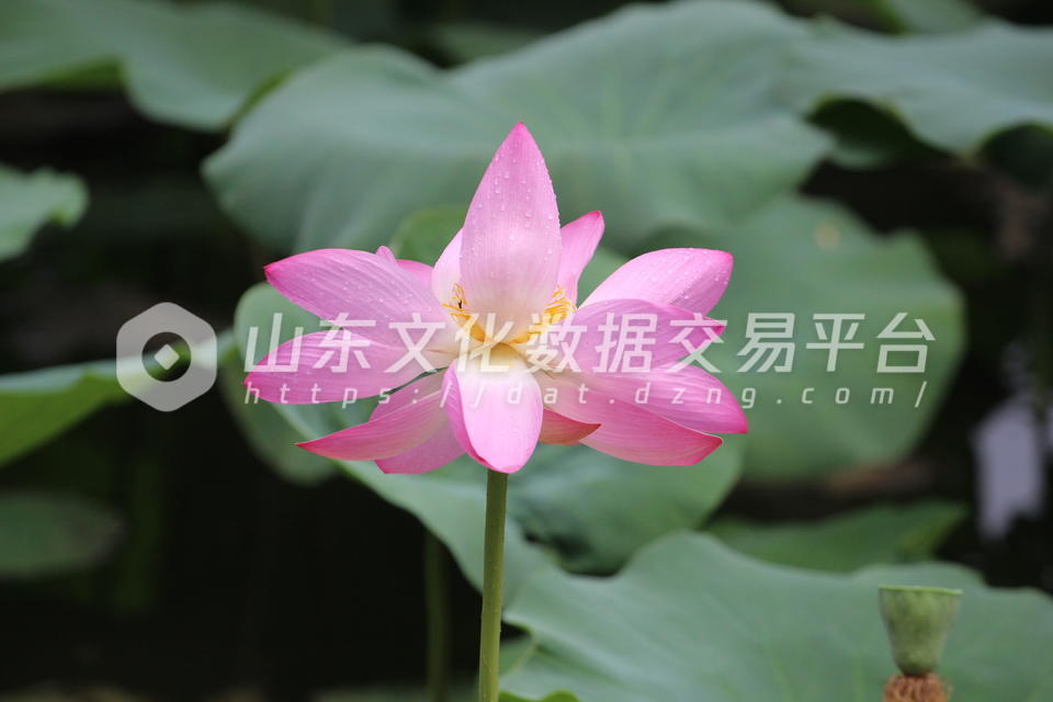 大明湖荷花带雨