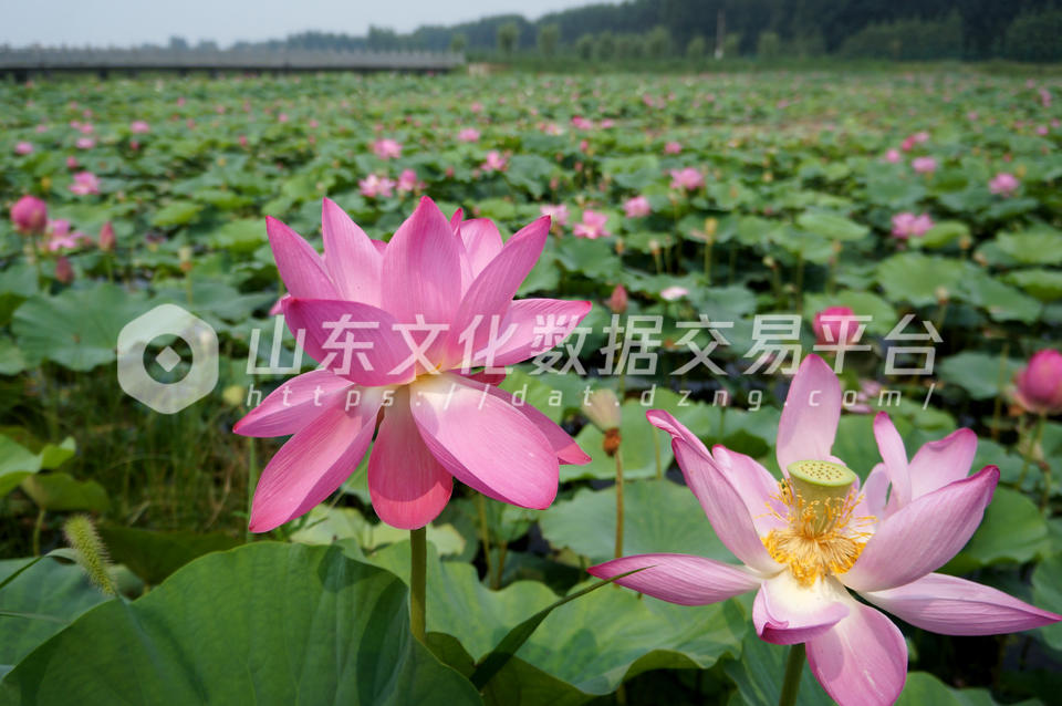 章丘区白云湖荷花节开幕