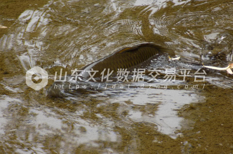 河底露出鲤鱼脊梁