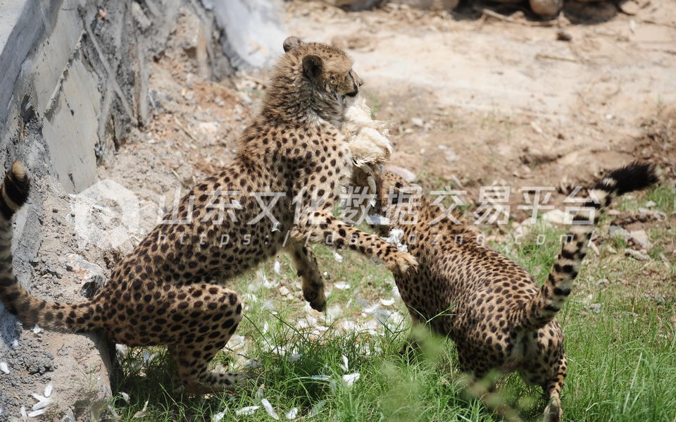章丘植物园边新建的野生动物世界