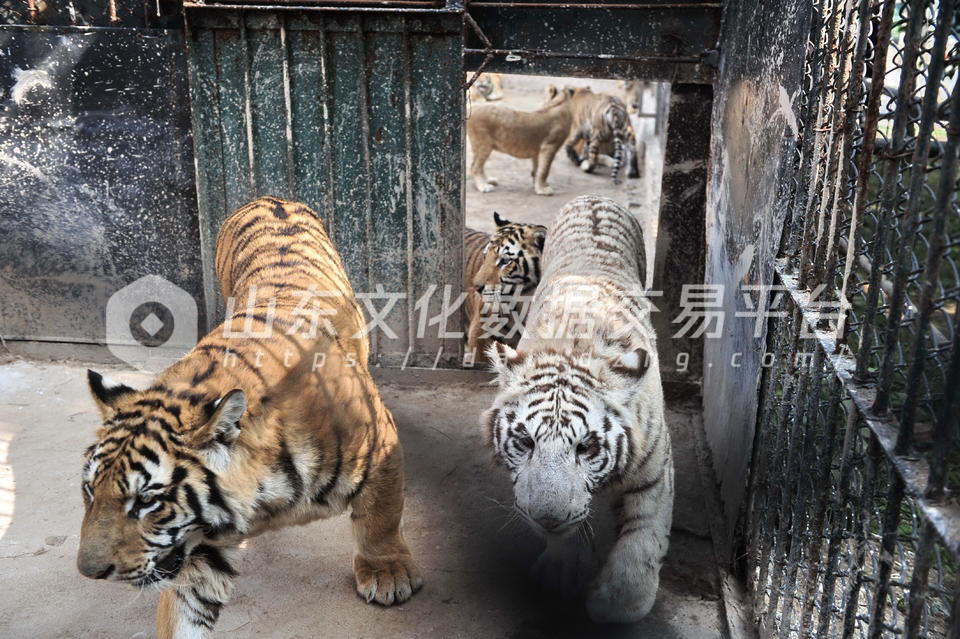 野生动物世界大搬家