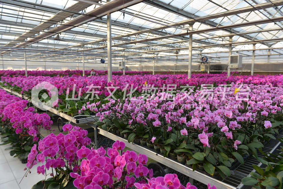 鲜花港蝴蝶兰培育温室