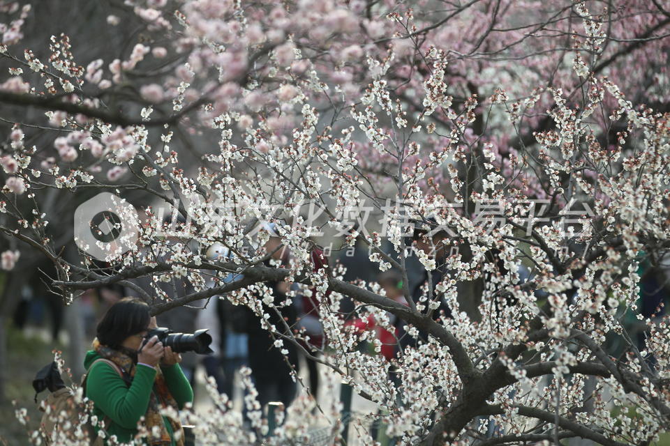 梅花朵朵很是有意境