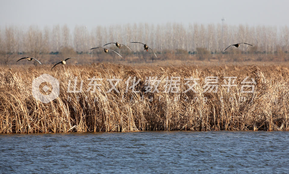一群鸟儿振翅高飞