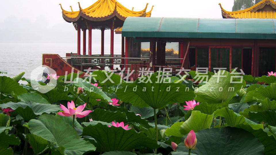 明湖荷花更美丽