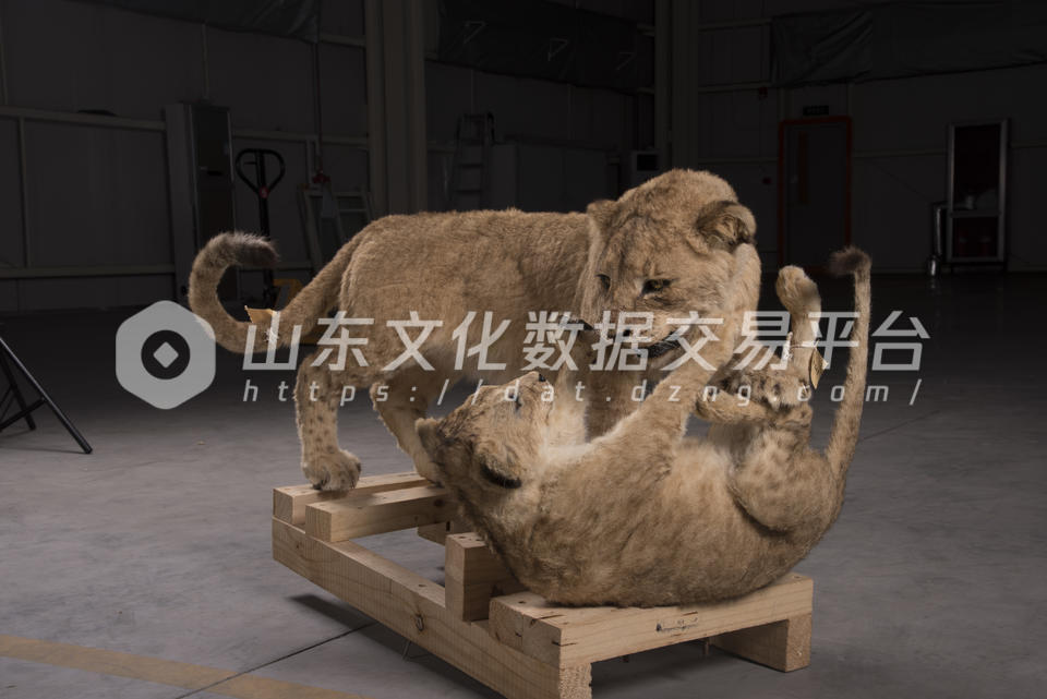 非洲狮标本栩栩如生