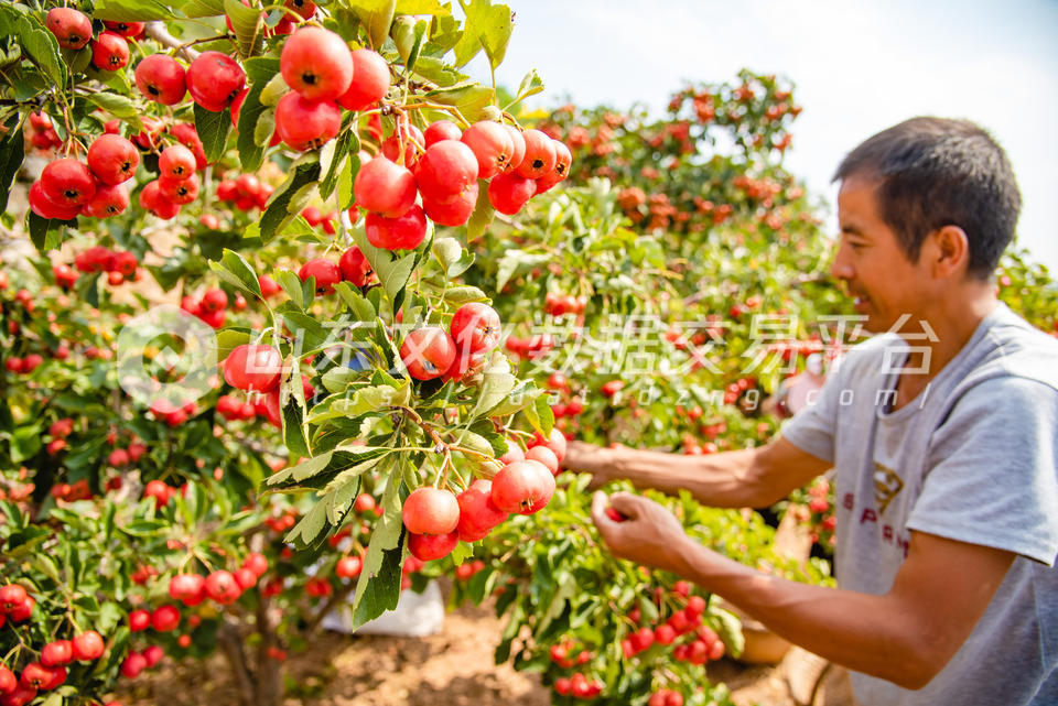 山楂采摘