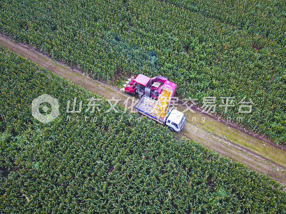 寒露时节农事忙