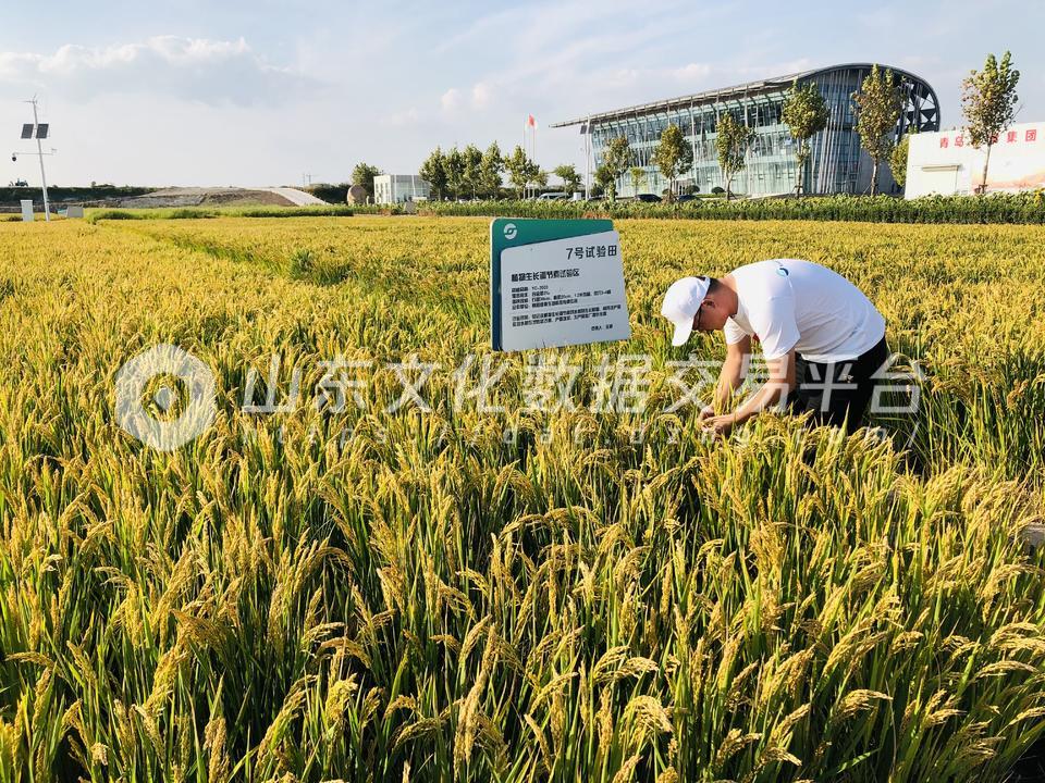 水稻实验田