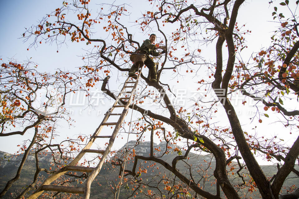 采摘柿子