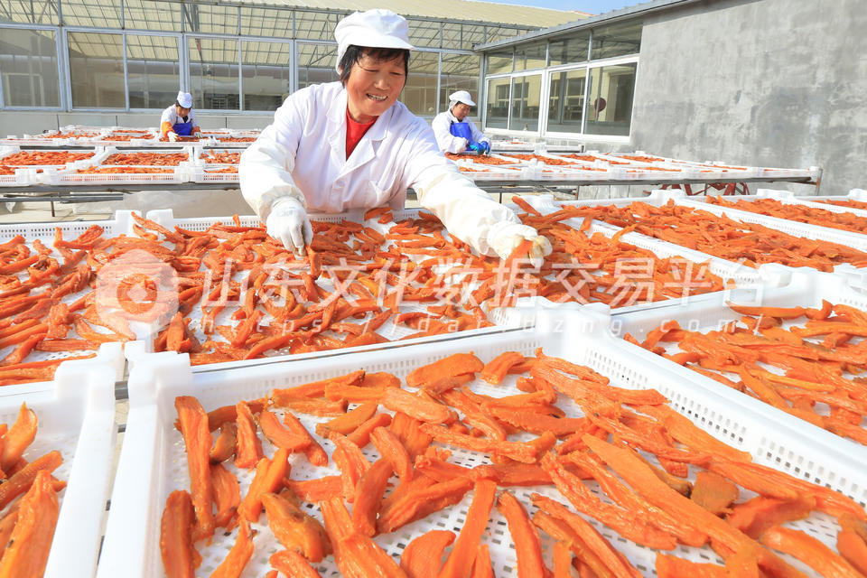 甘薯规模化种植收获