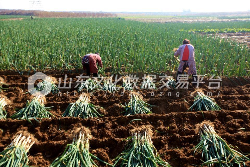  齐鲁大地抢收忙