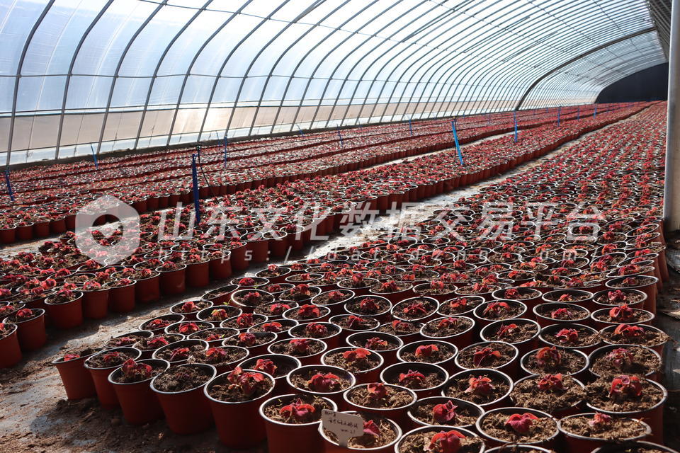 商河花卉特色产业