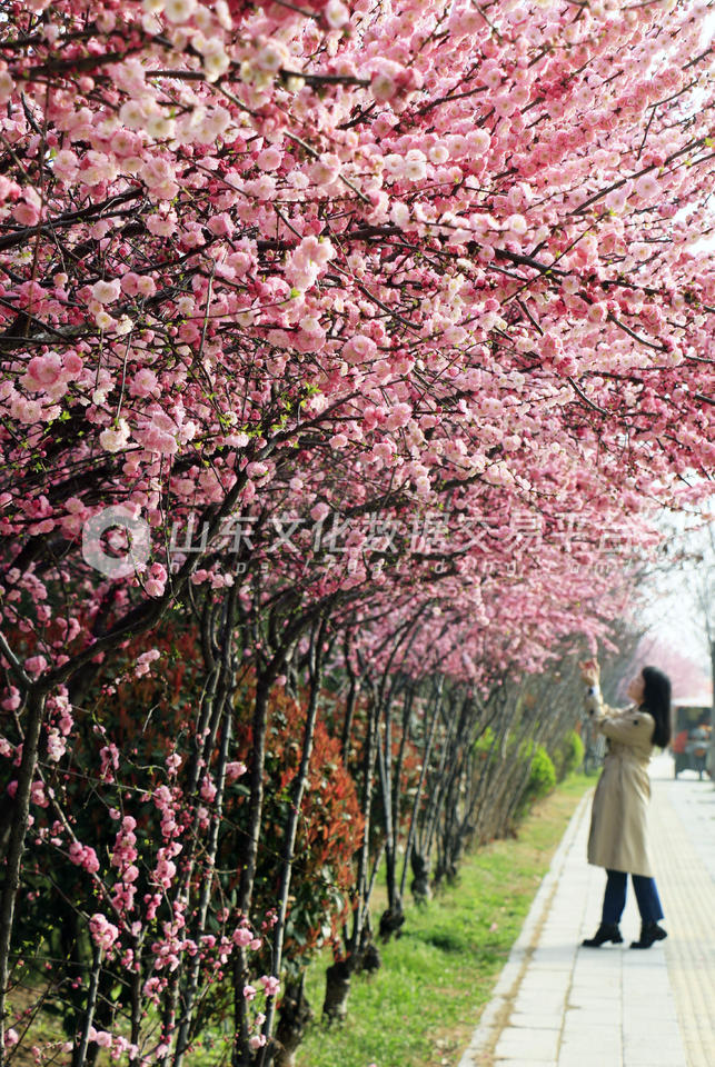 枣庄市山亭区市民在公园欣赏盛开的榆叶梅