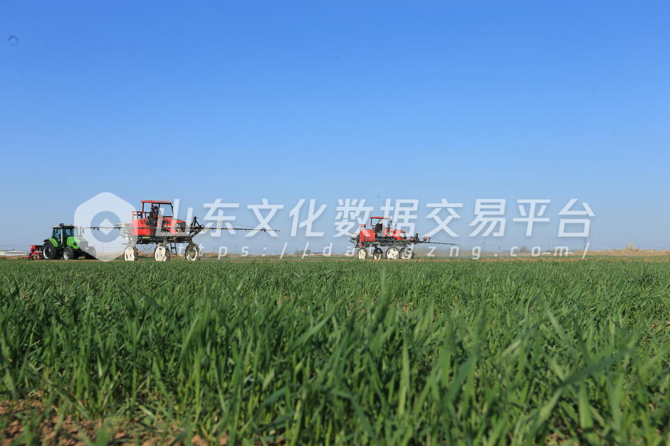 村民驾驶自走式植保机为麦田进行值保施肥