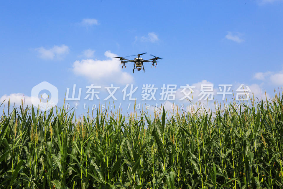 无人机飞防作业