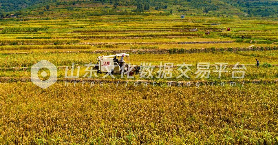 沂蒙山区金谷飘香