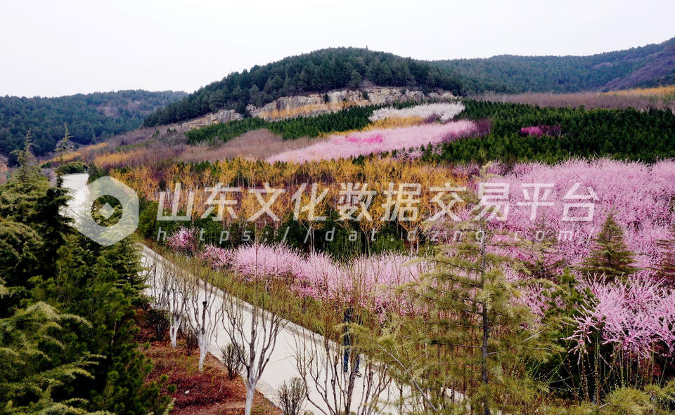 扁石山春天景色