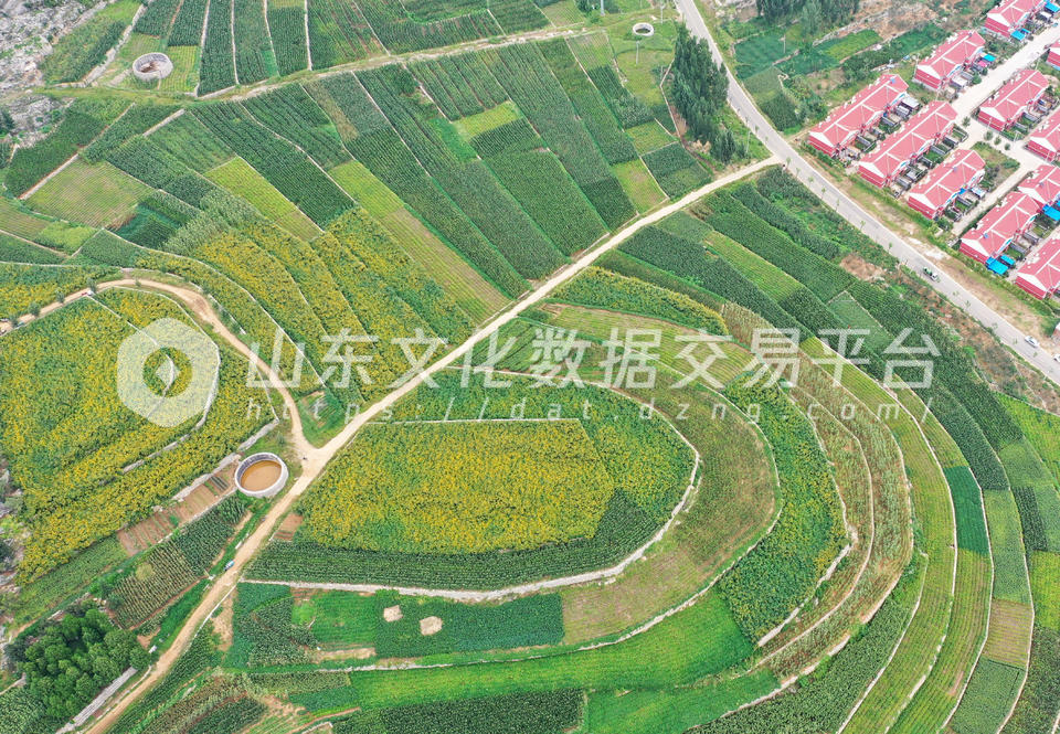 枣庄市山亭区北大山新整修的梯田上农作物长势良好