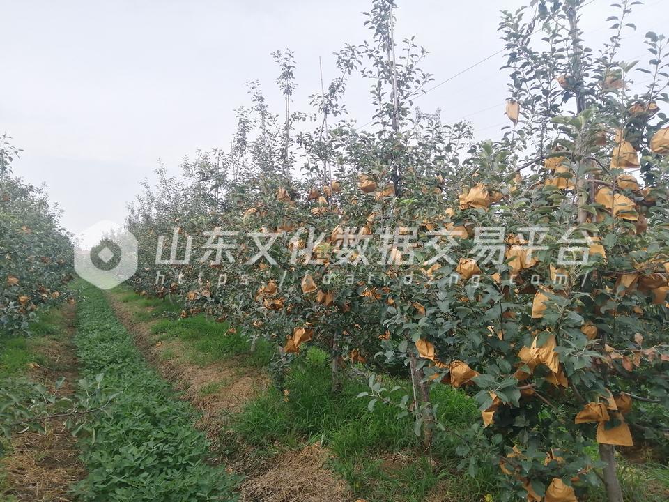 烟台市牟平区武宁街道苹果示范园