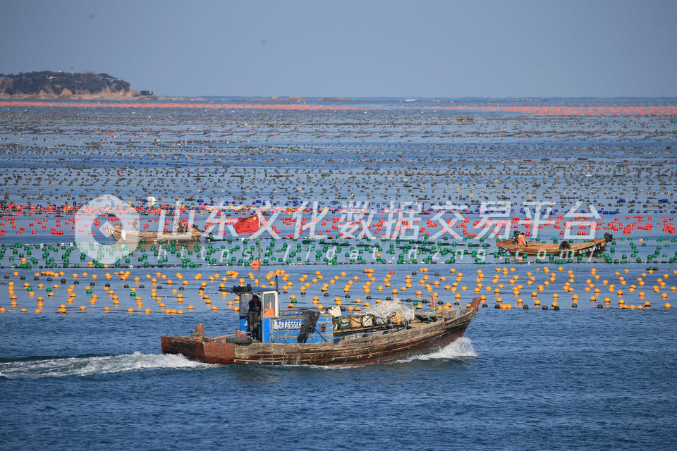 荣成市爱伦湾海带养殖区