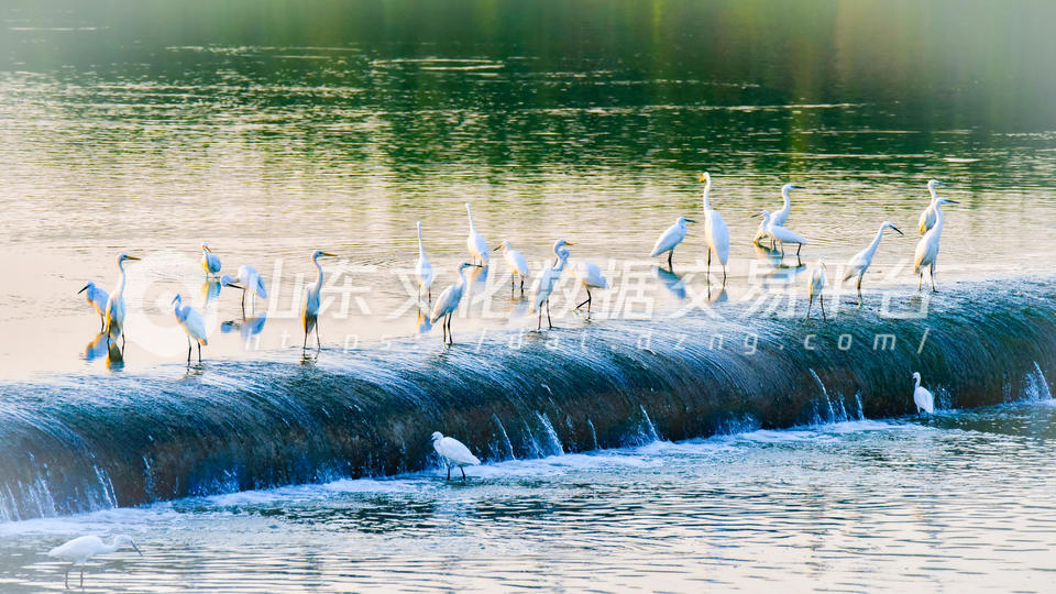 成武县湿地公园群鸟翩翩