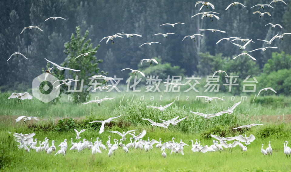 武县东鱼河湿地公园