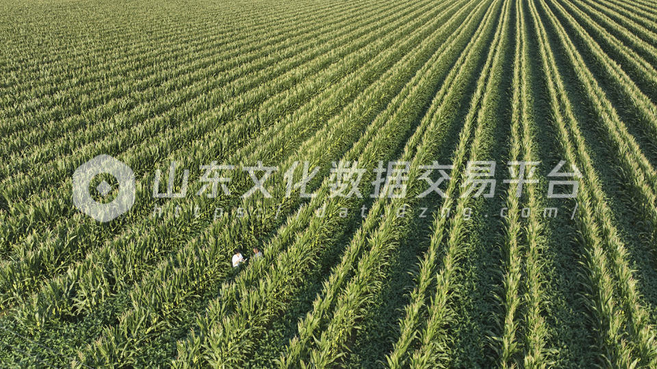 济宁农田