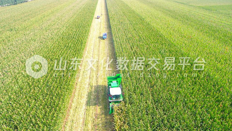 山东省聊城市茌平区收割玉米