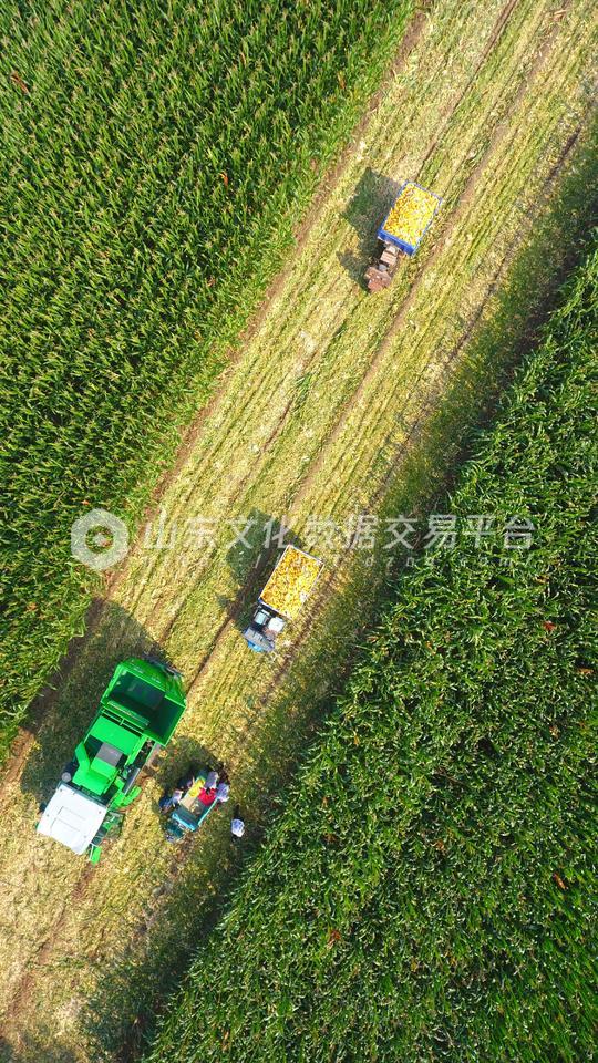 收割玉米