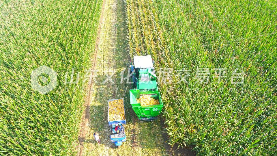 收获玉米