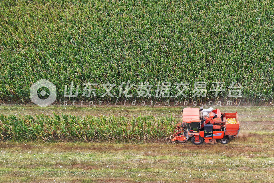 枣庄收割玉米