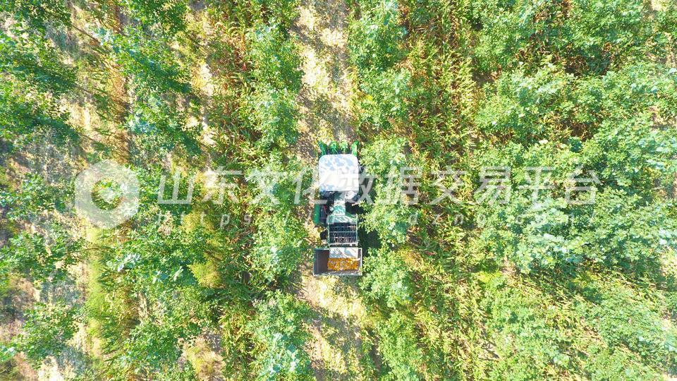 聊城市茌平区贾寨镇玉米收割