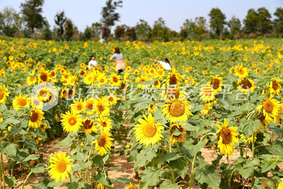 青岛农业观光园