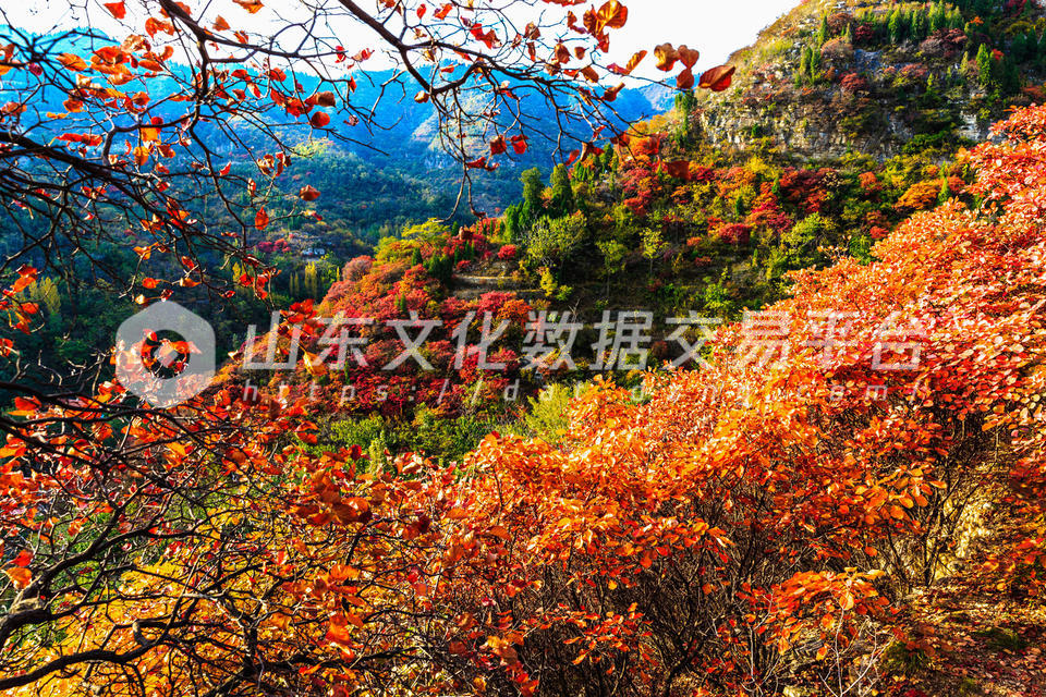 淄博市淄川区太河镇红叶