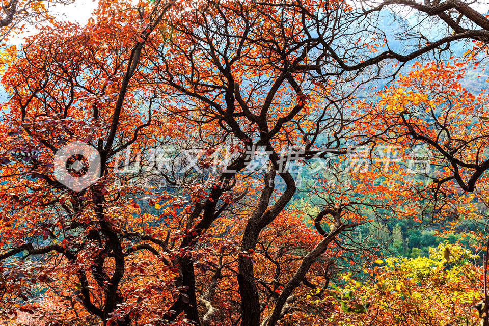 淄博市淄川区漫山红叶