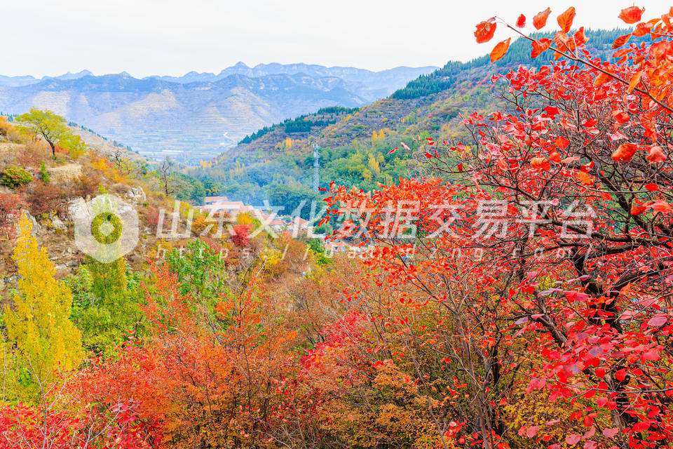 淄博市淄川区漫山红叶